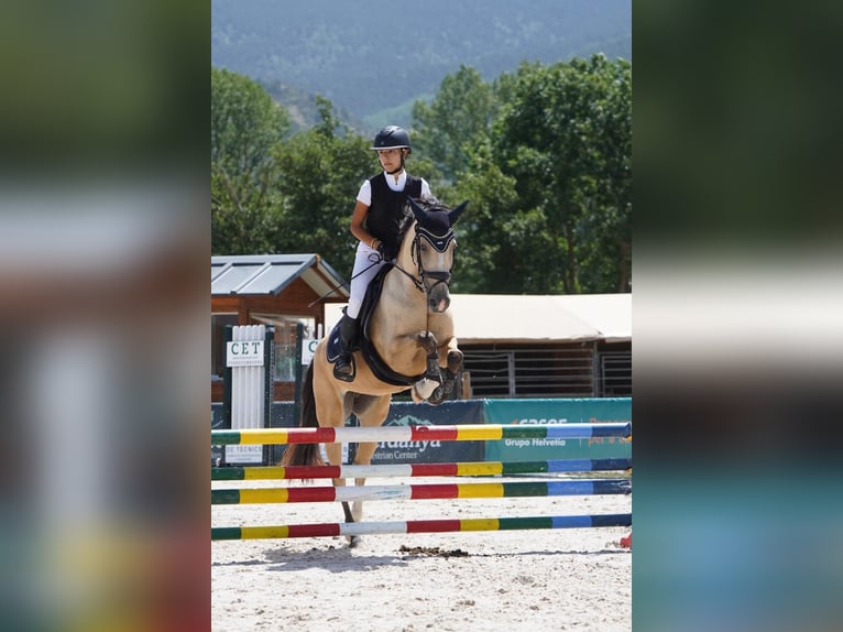 Poney classique Croisé Jument 7 Ans 147 cm Isabelle in Gava