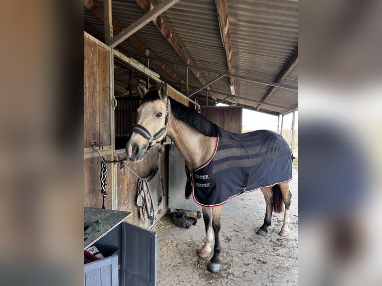 Poney classique Croisé Jument 7 Ans 147 cm Isabelle in Gava