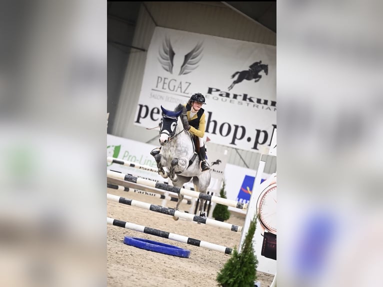 Poney classique Jument 7 Ans 148 cm Gris in Myślenice