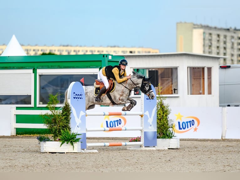 Poney classique Jument 7 Ans 148 cm Gris in Myślenice