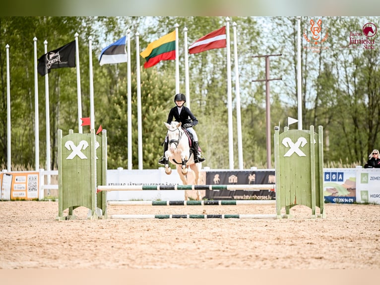 Poney classique Jument 8 Ans 144 cm Cremello in Jelgava