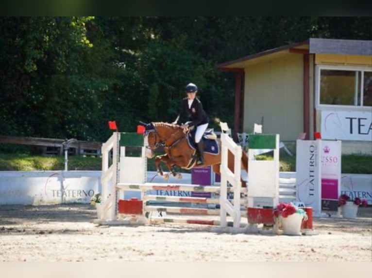 Poney classique Jument 8 Ans 147 cm Alezan in Chieti
