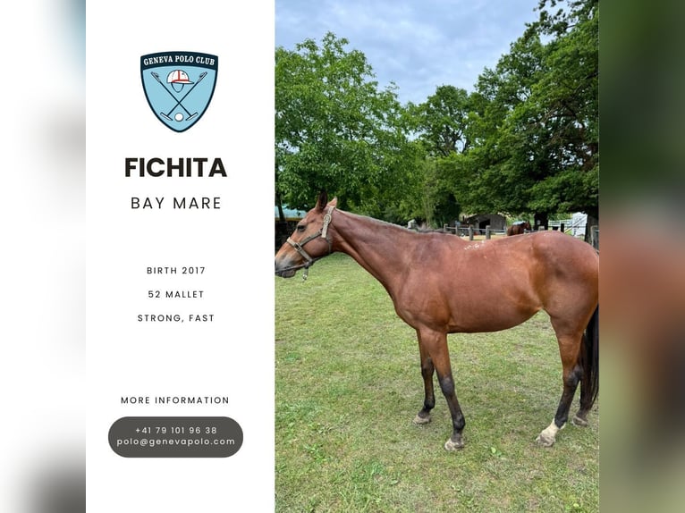Poney classique Jument 8 Ans Bai in VEIGY-FONCENEX Poney classique Jument 8 Ans Bai in VEIGY-FONCENEX