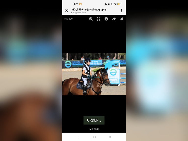 Poney classique Jument 9 Ans 145 cm Bai in Bunyola