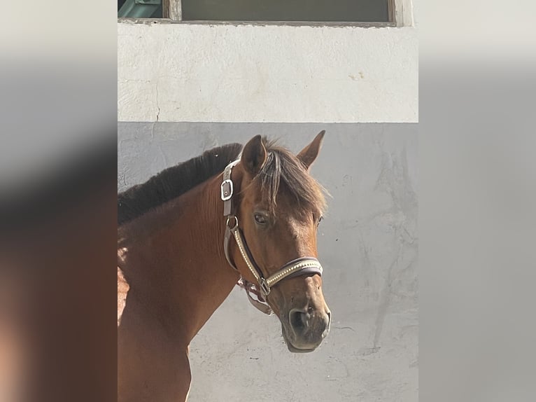 Poney classique Jument 9 Ans 145 cm Bai in Bunyola