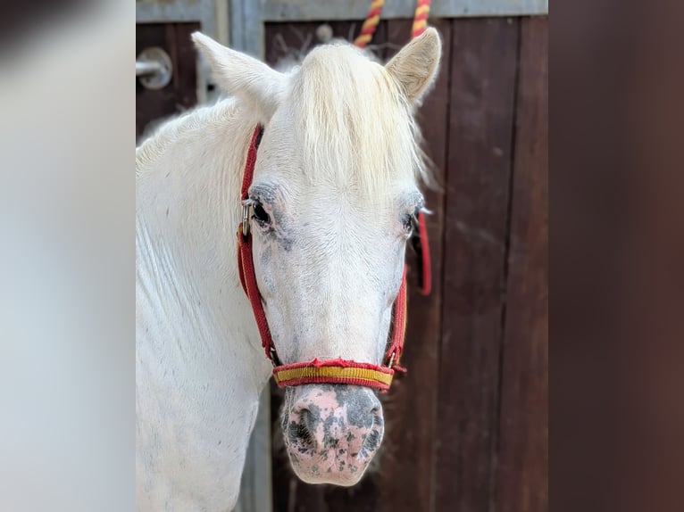 Poney classique Croisé Jument 9 Ans 94 cm Gris in Juncaril (Peligros) (Poligono Industrial)