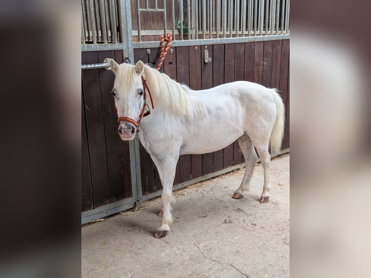 Poney classique Croisé Jument 9 Ans 94 cm Gris in Juncaril (Peligros) (Poligono Industrial)