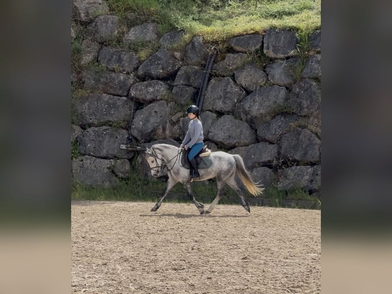 Poney de Dales Étalon 5 Ans 134 cm Gris pommelé in Liencres