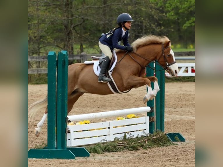 Poney de Dales Hongre 11 Ans 124 cm Alezan brûlé in Goshen, OHIO