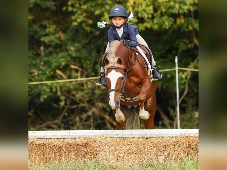 Poney de Dales Hongre 11 Ans 124 cm Alezan brûlé in Goshen, OHIO