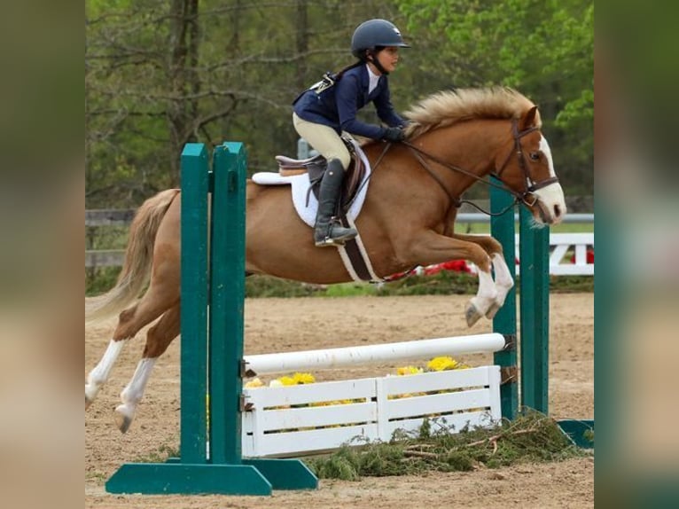 Poney de Dales Hongre 11 Ans 124 cm Alezan brûlé in Goshen, OHIO