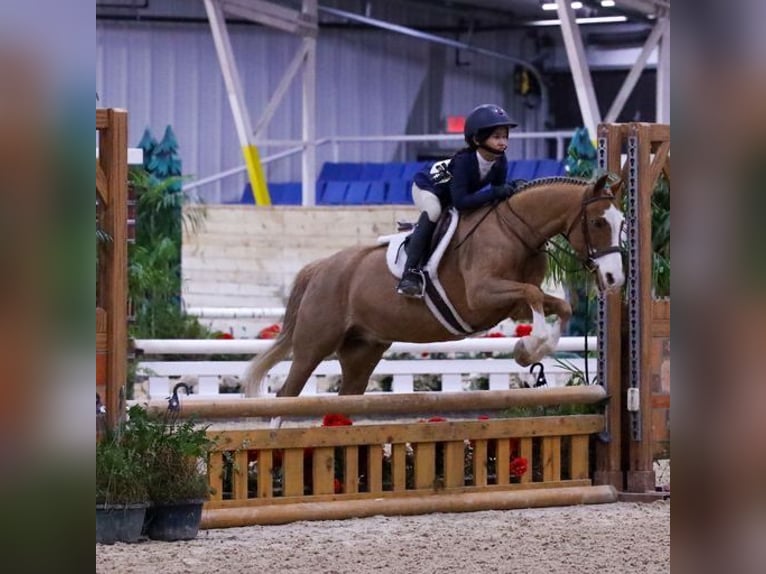 Poney de Dales Hongre 11 Ans 124 cm Alezan brûlé in Goshen, OHIO