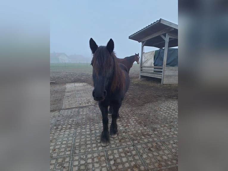 Poney de Dales Jument 14 Ans 138 cm Noir in Memmingen