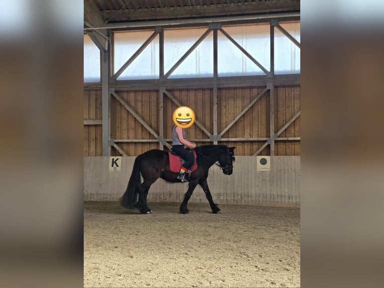 Poney de Dales Jument 4 Ans 144 cm Noir in Engelsberg