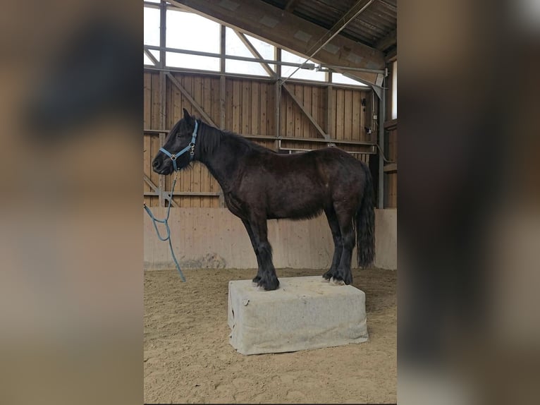Poney de Dales Jument 4 Ans 144 cm Noir in Engelsberg