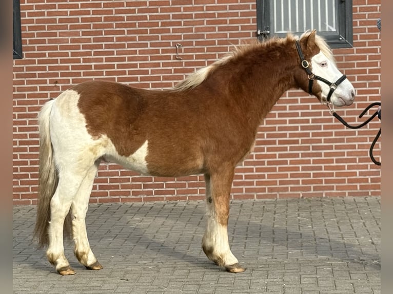 Poney de Gotland Étalon 6 Ans 128 cm Pinto in Zieuwent