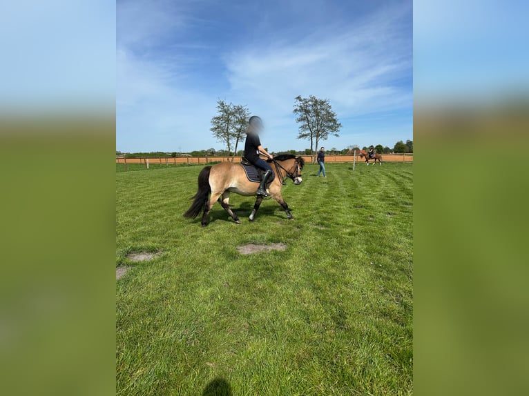 Poney de Gotland Hongre 10 Ans 125 cm Isabelle in Norden