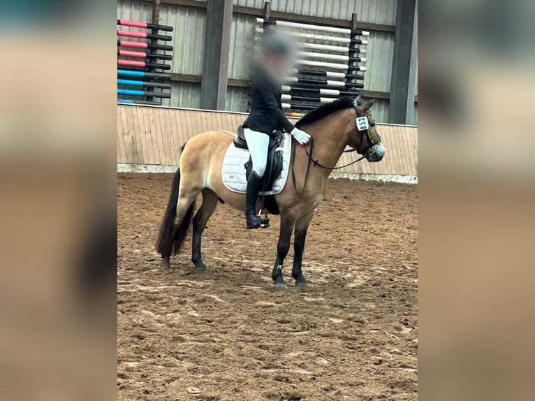 Poney de Gotland Hongre 10 Ans 125 cm Isabelle in Norden