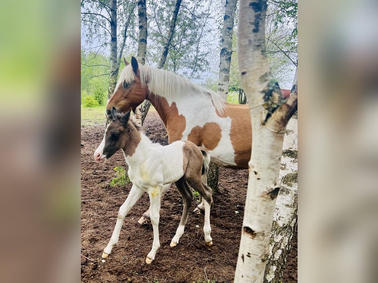 Poney de Polo Croisé Étalon 1 Année 150 cm Tobiano-toutes couleurs in Zydiskss
