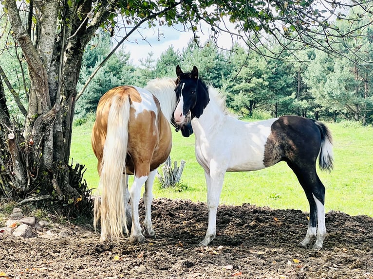 Poney de Polo Croisé Étalon 1 Année 150 cm Tobiano-toutes couleurs in Zydiskss