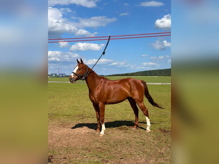 Poney de Polo Hongre 13 Ans 155 cm Alezan in Salgen