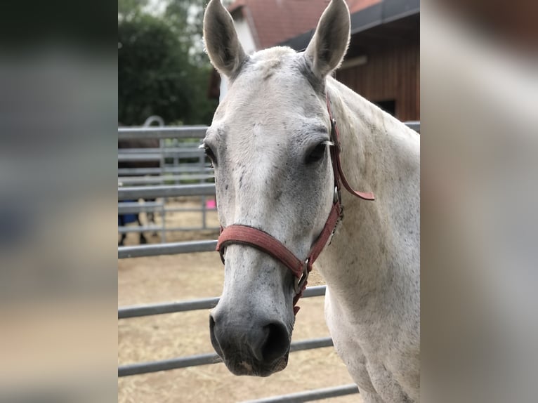 Poney de Polo Hongre 19 Ans 158 cm Gris in Schönaich