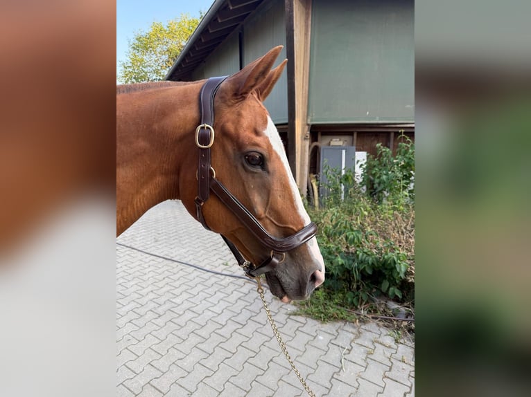 Poney de Polo Hongre 20 Ans 158 cm Alezan in Mainbernheim