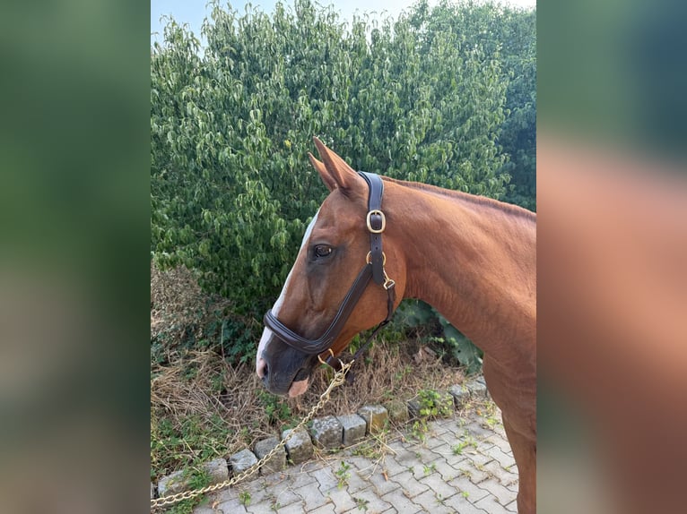 Poney de Polo Hongre 20 Ans 158 cm Alezan in Mainbernheim