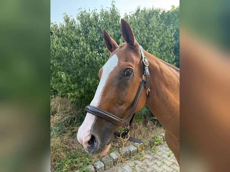 Poney de Polo Hongre 20 Ans 158 cm Alezan in Mainbernheim