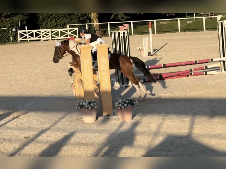 Poney de Polo Croisé Hongre 5 Ans 147 cm Pinto in Orvieto