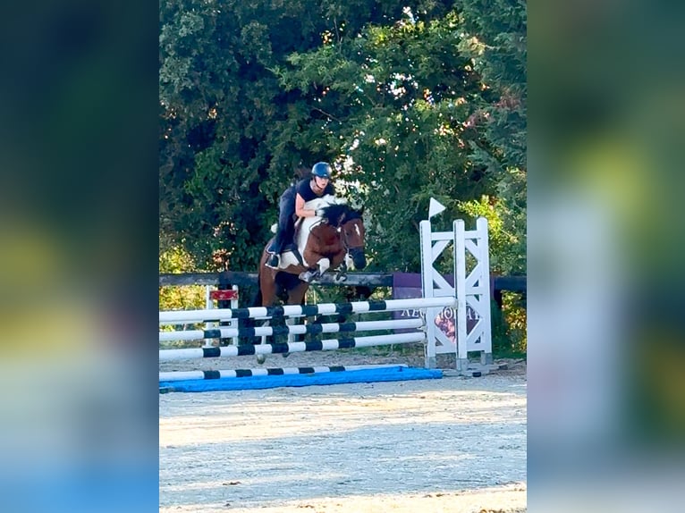 Poney de Polo Croisé Hongre 5 Ans 147 cm Pinto in Orvieto