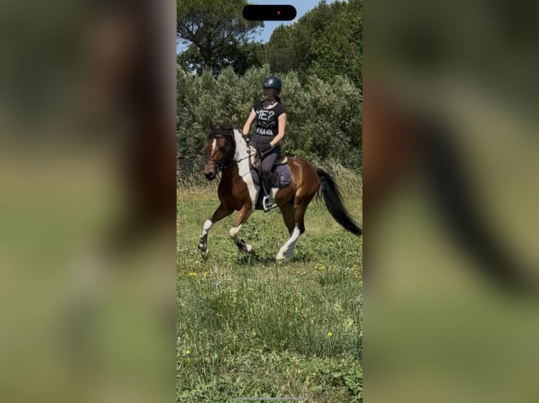 Poney de Polo Croisé Hongre 5 Ans 147 cm Pinto in Orvieto