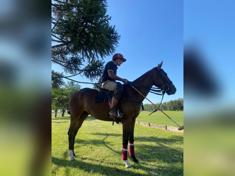 Poney de Polo Hongre 7 Ans 153 cm Bai in Ranchos