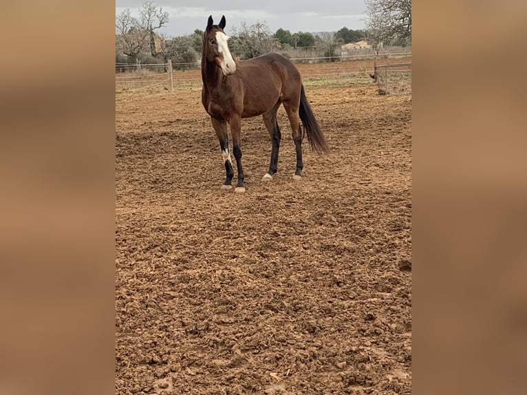 Poney de Polo Croisé Hongre 7 Ans 167 cm Bai cerise in Campos