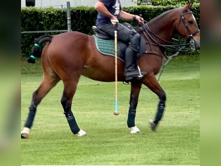 Poney de Polo Hongre 7 Ans Bai in Seuzach