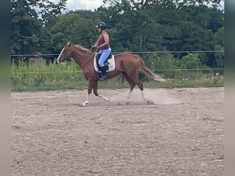 Poney de Polo Hongre 9 Ans 164 cm Alezan in Quickborn