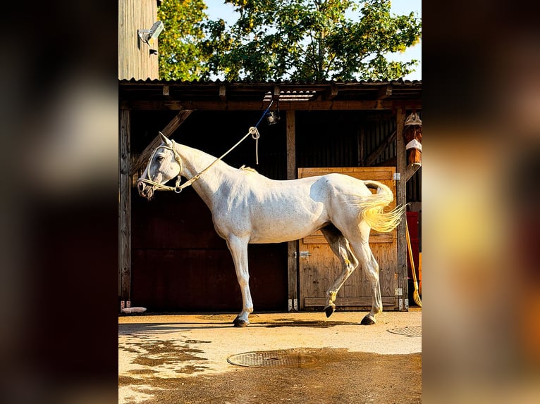 Poney de Polo Jument 11 Ans 148 cm Gris in Seuzach