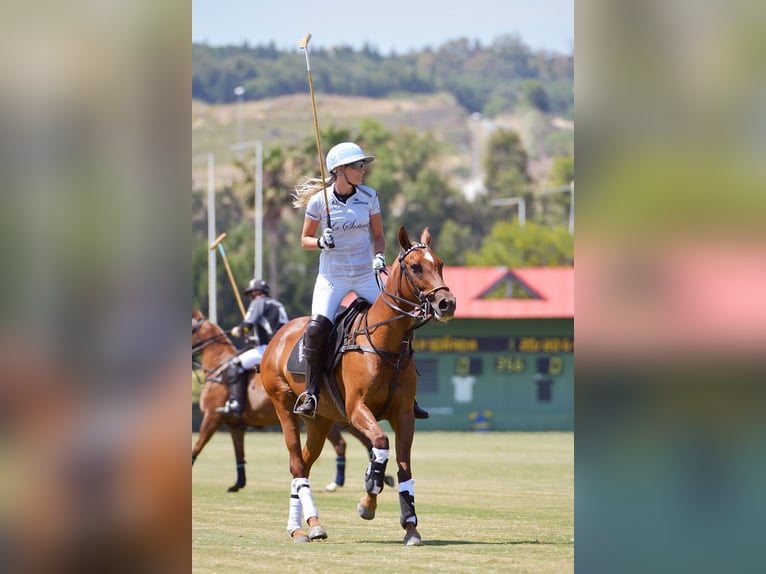 Poney de Polo Jument 14 Ans 147 cm Alezan brûlé in Austria