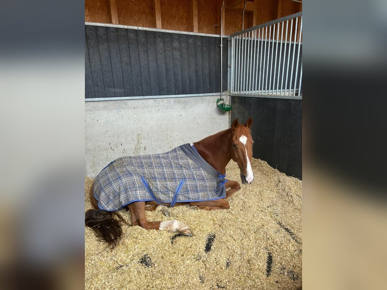 Poney de Polo Jument 14 Ans 155 cm Alezan in Rafz