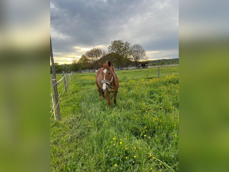 Poney de Polo Jument 14 Ans 155 cm Alezan in Rafz