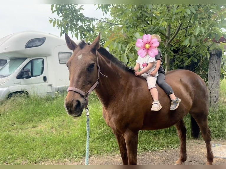 Poney de Polo Croisé Jument 18 Ans 151 cm Alezan in Willich