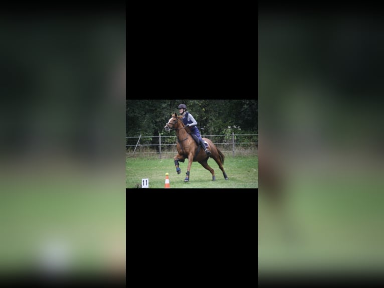 Poney de Polo Jument 18 Ans 157 cm Alezan in Baarle-Nassau