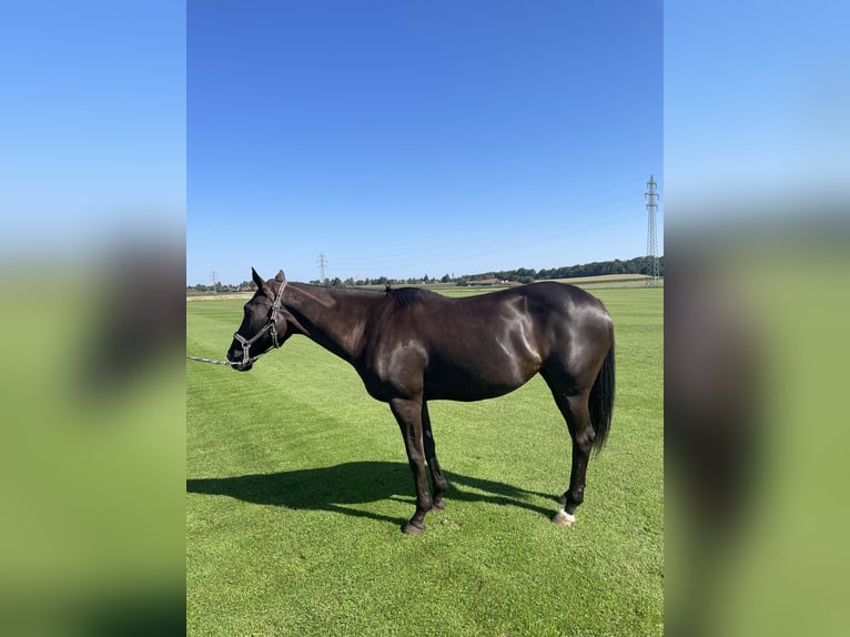 Poney de Polo Jument 18 Ans Bai brun foncé in München