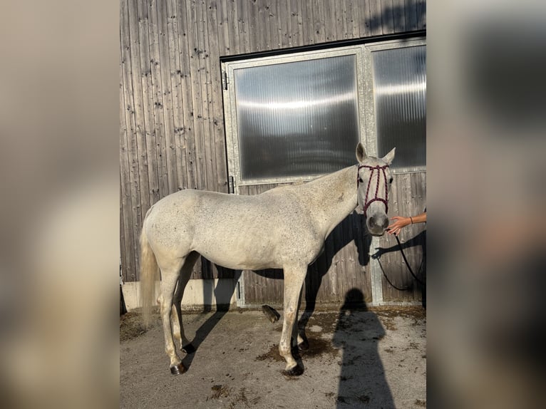 Poney de Polo Jument 20 Ans 160 cm Gris moucheté in Holzkirchen