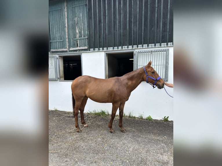 Poney de Polo Jument 20 Ans Alezan in Wunsiedel
