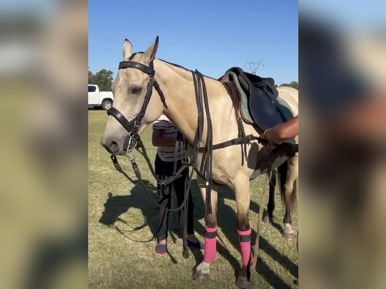 Poney de Polo Jument 6 Ans 152 cm Buckskin in Dallgow-Döberitz