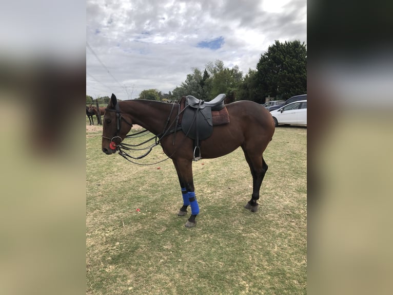 Poney de Polo Jument 6 Ans 153 cm Bai in Ranchos