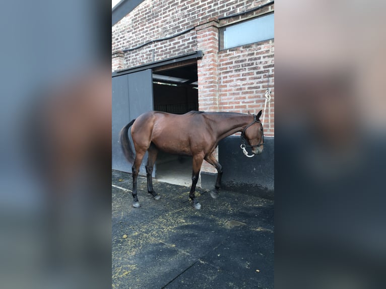 Poney de Polo Jument 6 Ans 153 cm Bai in Ranchos