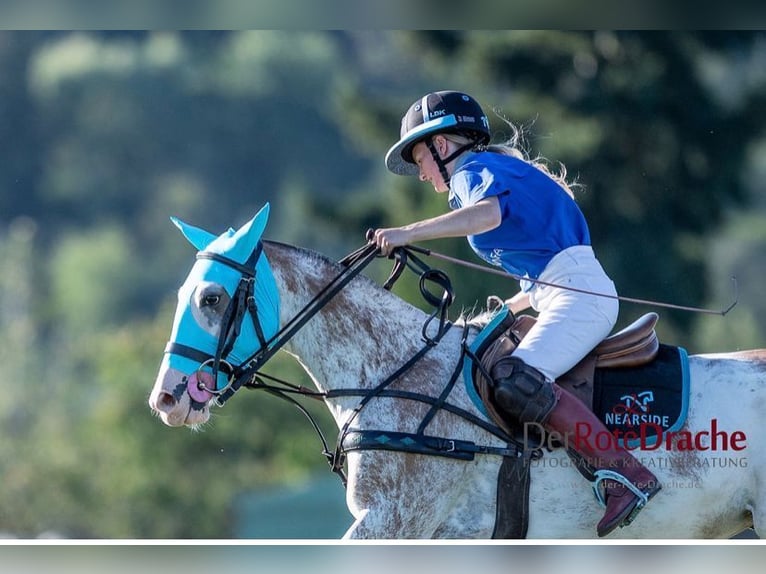 Poney de Polo Jument 6 Ans in Waldshut-Tiengen