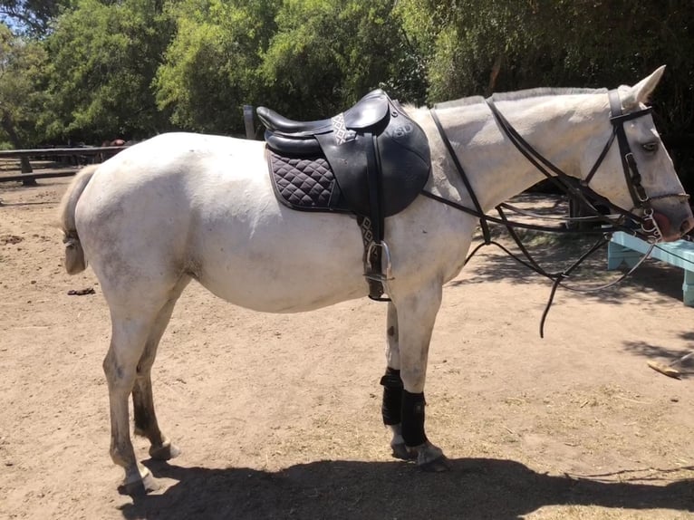 Poney de Polo Jument 8 Ans 152 cm Gris in General Belgrano, Provincia Buenos Aires